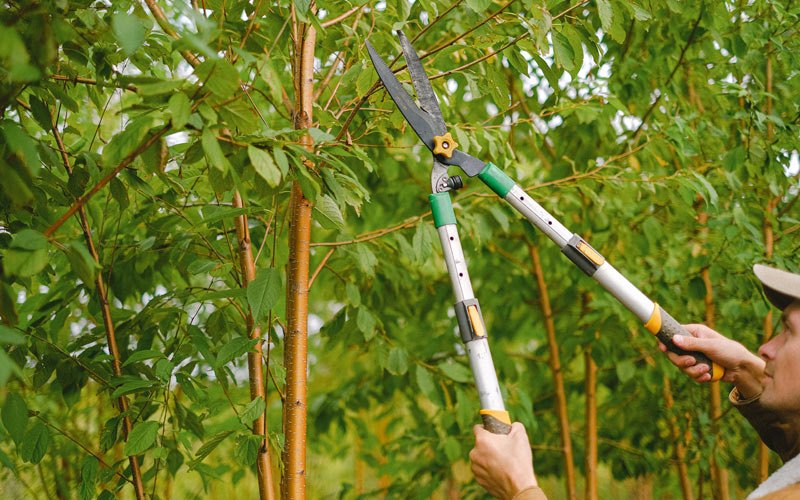 Tree trimming in Lawton, ND