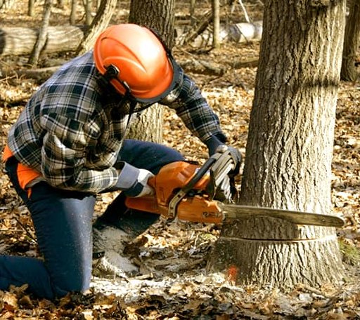 Tree Removal in Lawton, ND